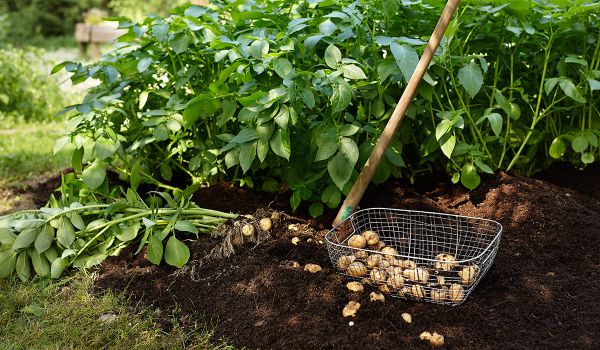 Puutarhamullan lisäys Puutarhamullan lisäys