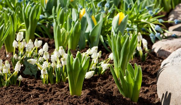 Puutarhamullan lisäys kukkapenkkeihin Puutarhamullan lisäys kukkapenkkeihin